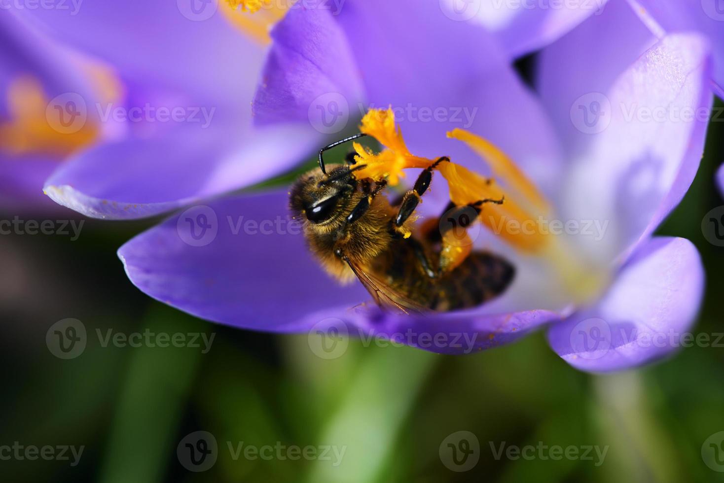 A honey bee collects pollen from a purple crocus in a meadow in Bavaria in springtime photo