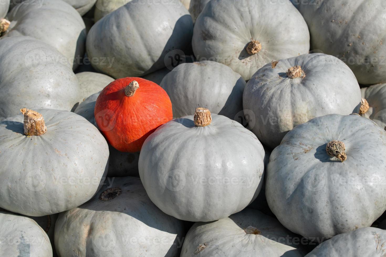Many green pumpkins lie next to each other, forming a texture. An orange pumpkin lies between the green ones and forms a contrast. photo