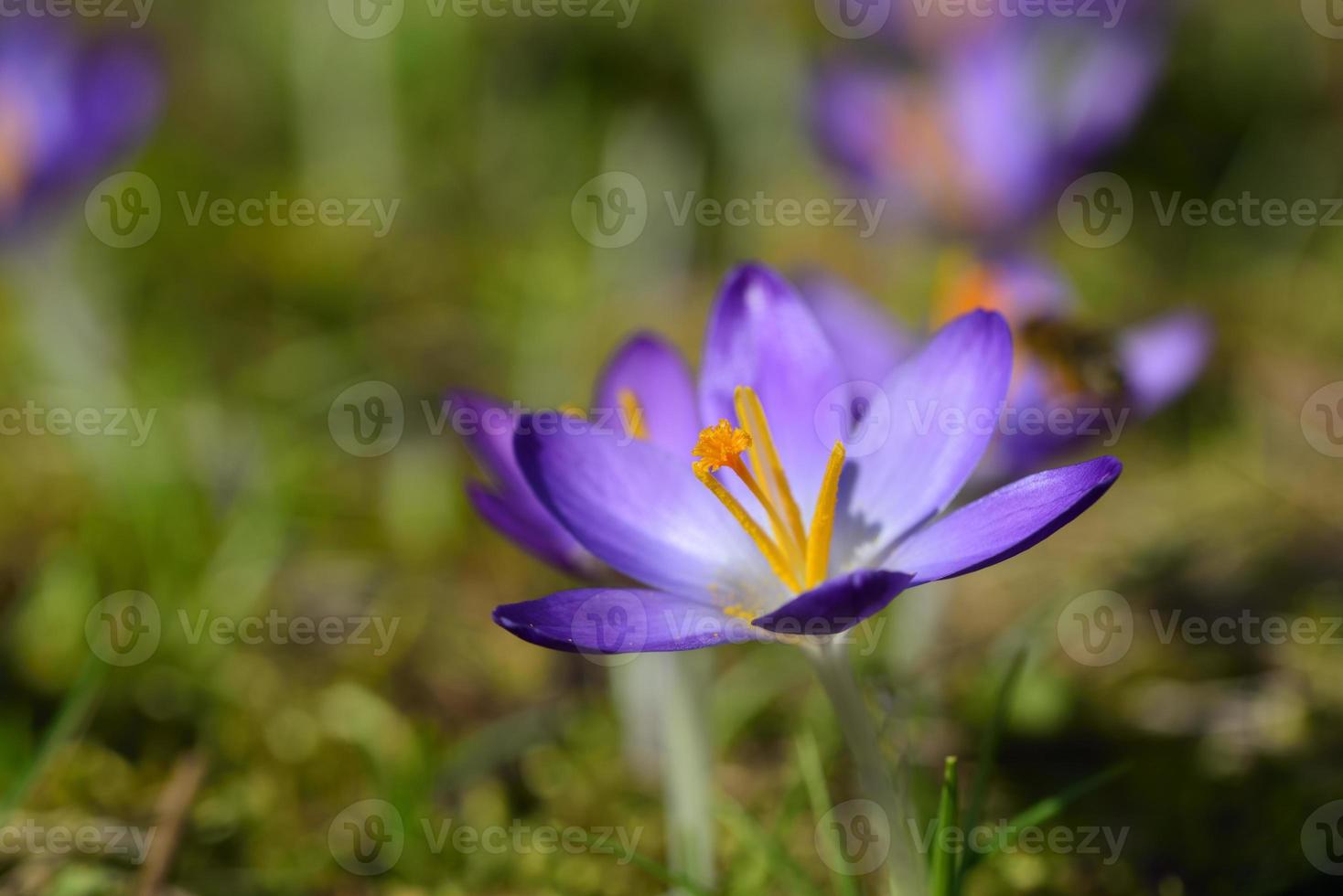 In spring, purple crocus with yellow pollen grows in a meadow photo