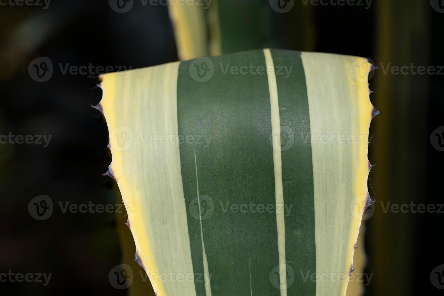 Close-up and detail of the leaf of a striped agave, with spines on the edge of the leaf photo