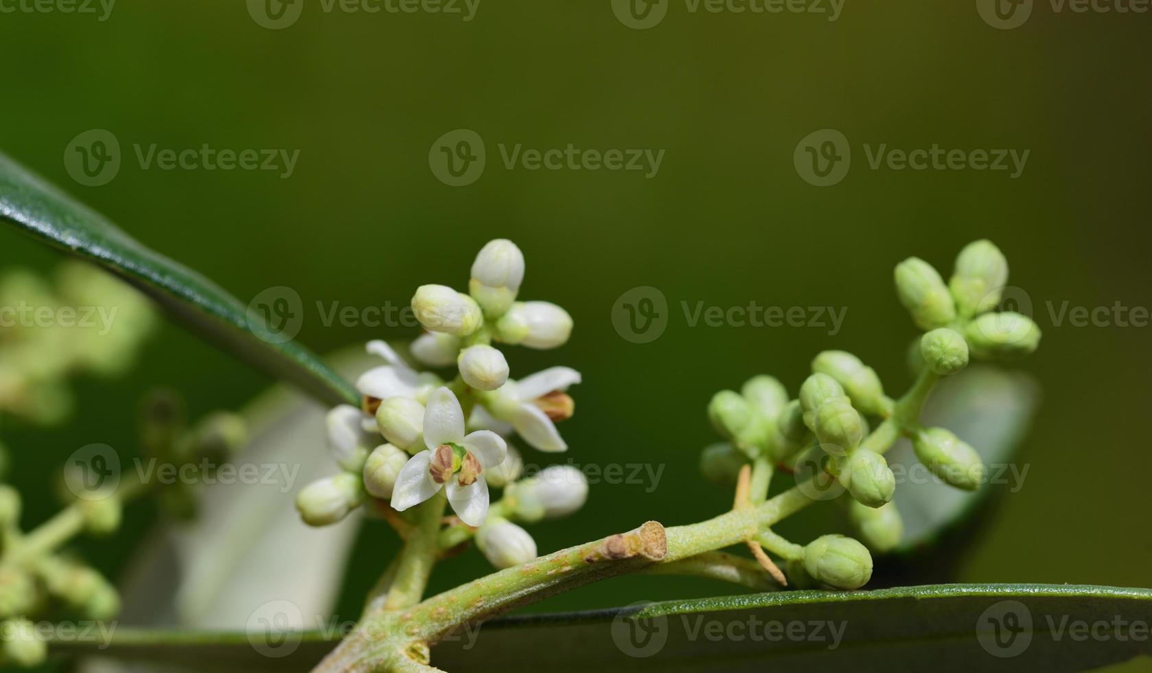 Tender buds of the olive blossom on the branch of an olive tree in spring photo