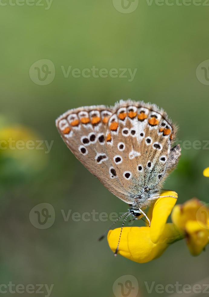Close up of a brown butterfly with dark and red spots. The blue sits on a yellow flower in nature. The focus is on the iridescent scales on the rump photo