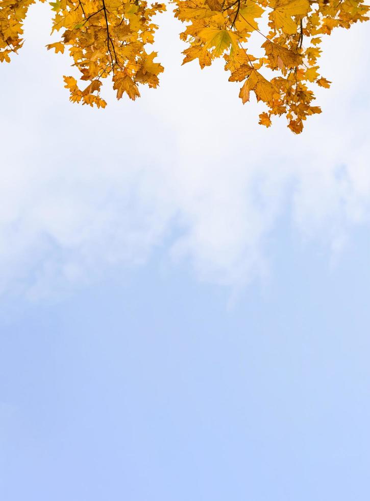 hojas de otoño con cielo azul claro y nubes. follaje de otoño amarillo y naranja contra nubes esponjosas, hojas de colores brillantes en la temporada de otoño con espacio de copia para el final de las temporadas de otoño o antecedentes de venta foto