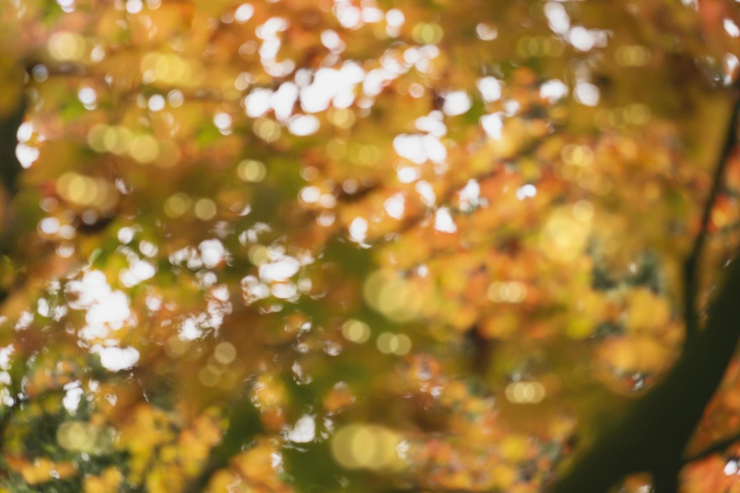 bokeh borroso con tono de color naranja para la pancarta de fondo de otoño, fondo de temporada de otoño de brillo borroso, bokeh colorido abstracto foto