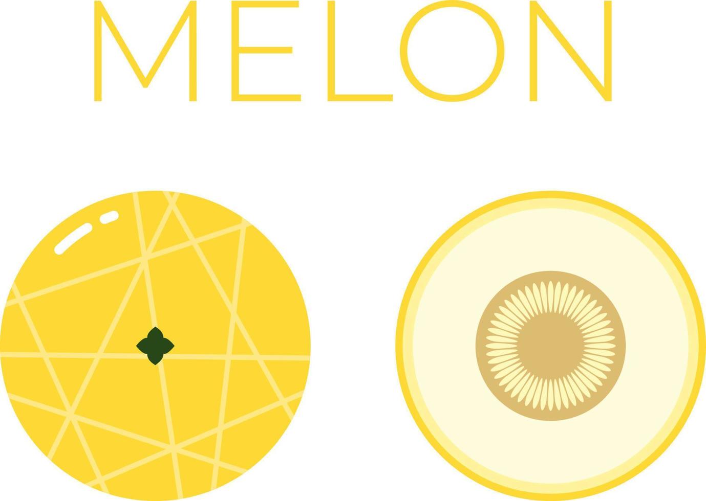 Melon and sliced half of Melon with fruit name above. Vitamin fruit. Flat isolated vector on white background