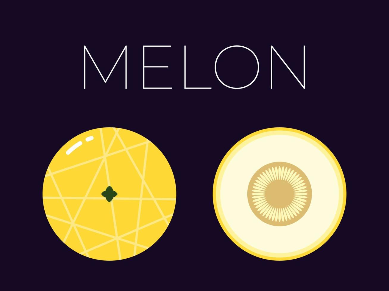 Melon and sliced half of Melon with fruit name above. Vitamin citrus fruit. Flat isolated vector on dark background