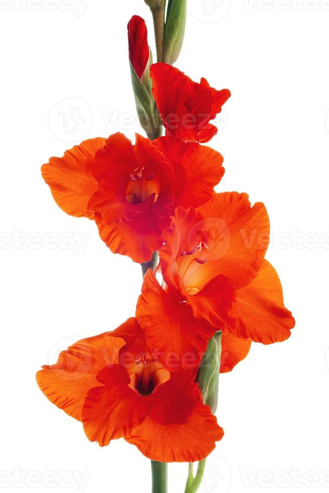 Beautiful Flower Gladiolus photo