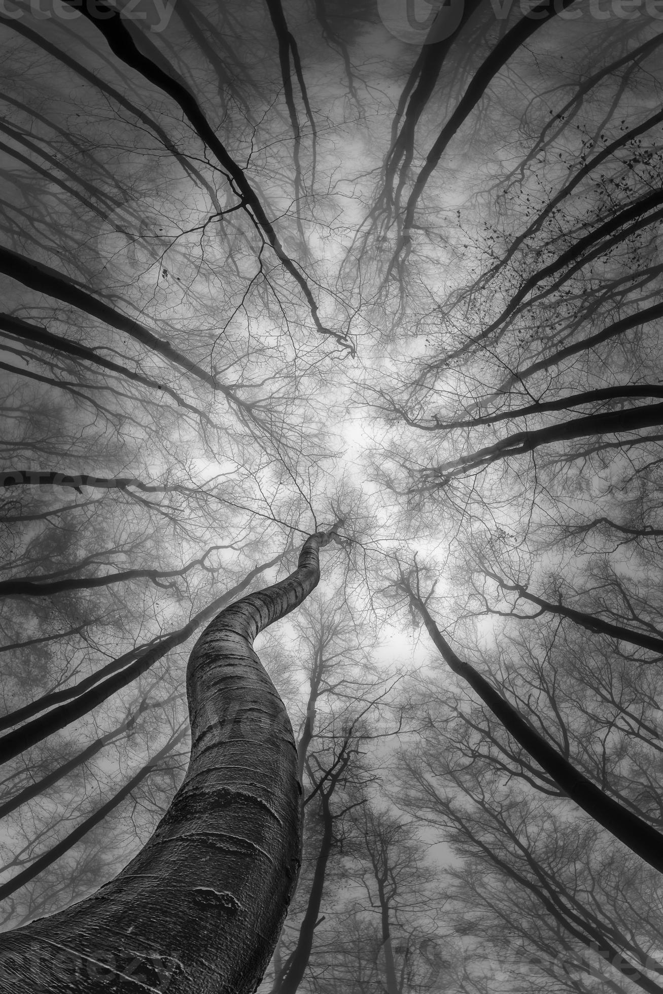 Autumntime trees crown 11518890 Stock Photo at Vecteezy