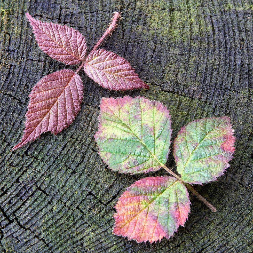 hoja de frambuesa roja de otoño foto