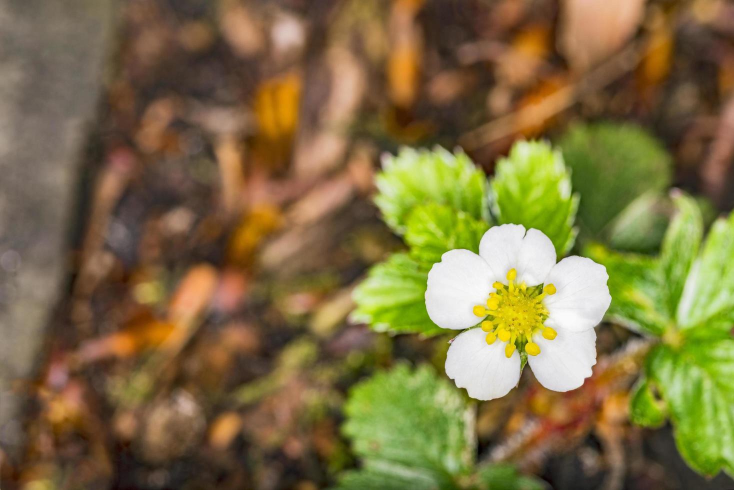 Spring flower of strawberries photo