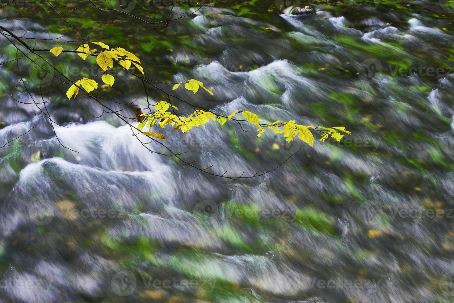 Autumn river and branch photo