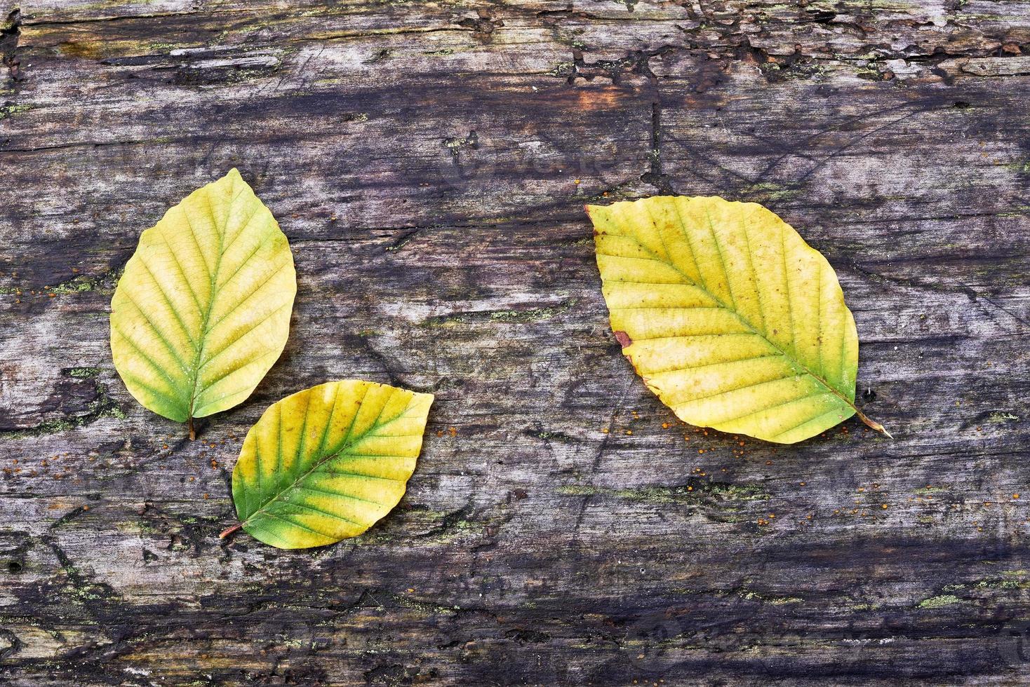 Three Beech leaves photo