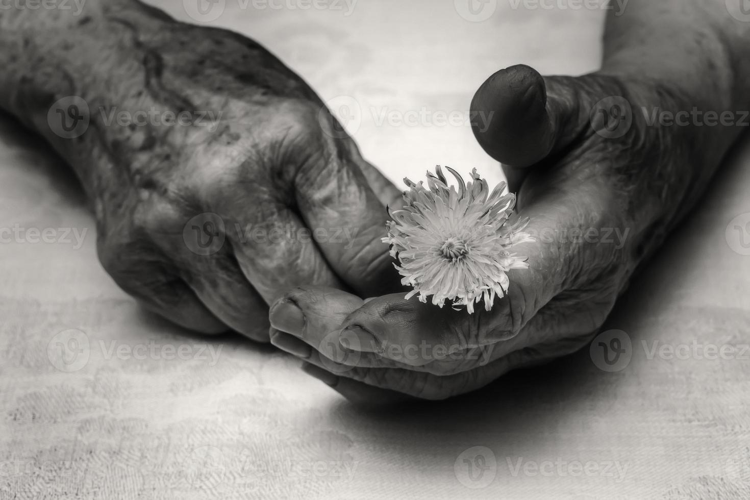 Senior woman hands and flower photo