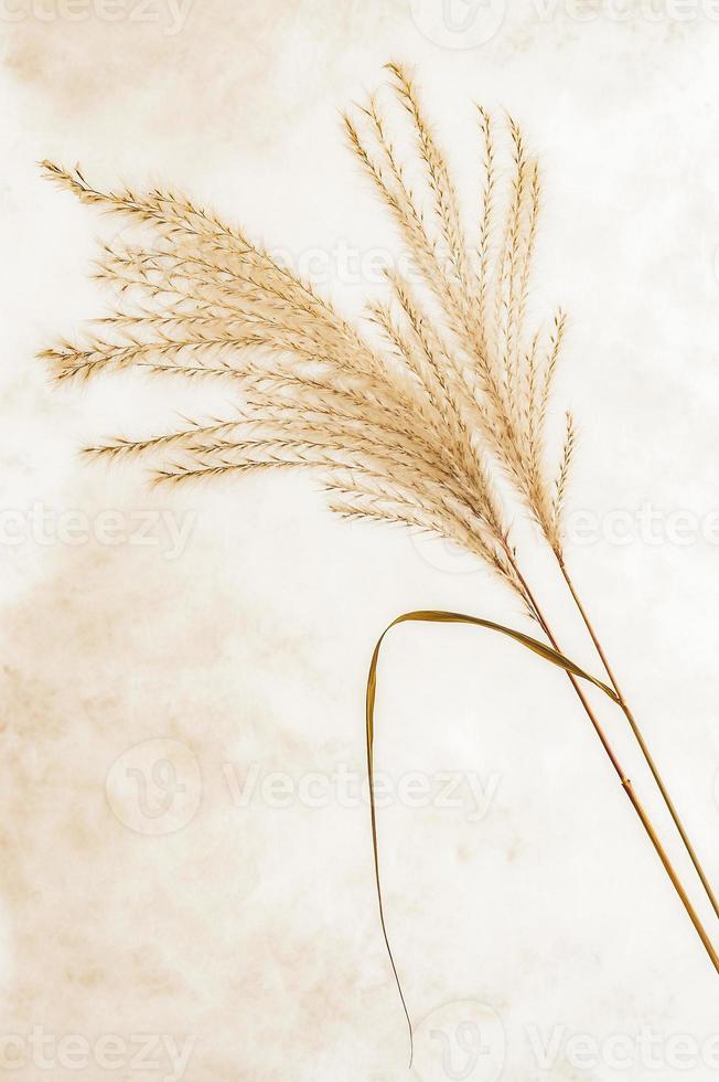 Dry grass with background photo