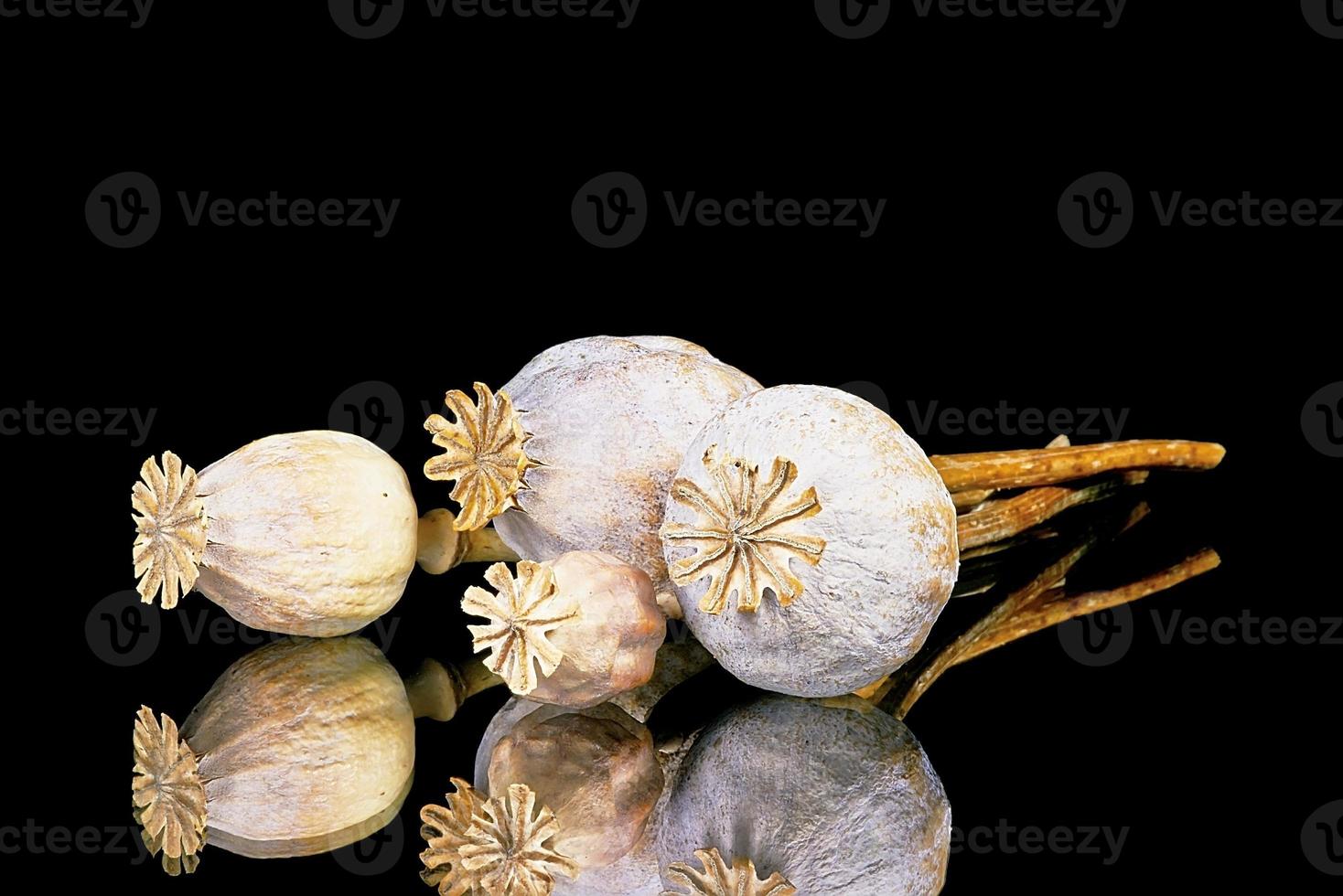 Poppy head flowers photo