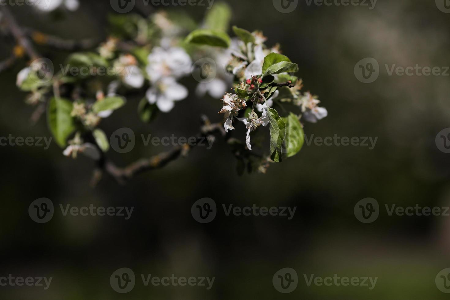 Tree Close up Photo