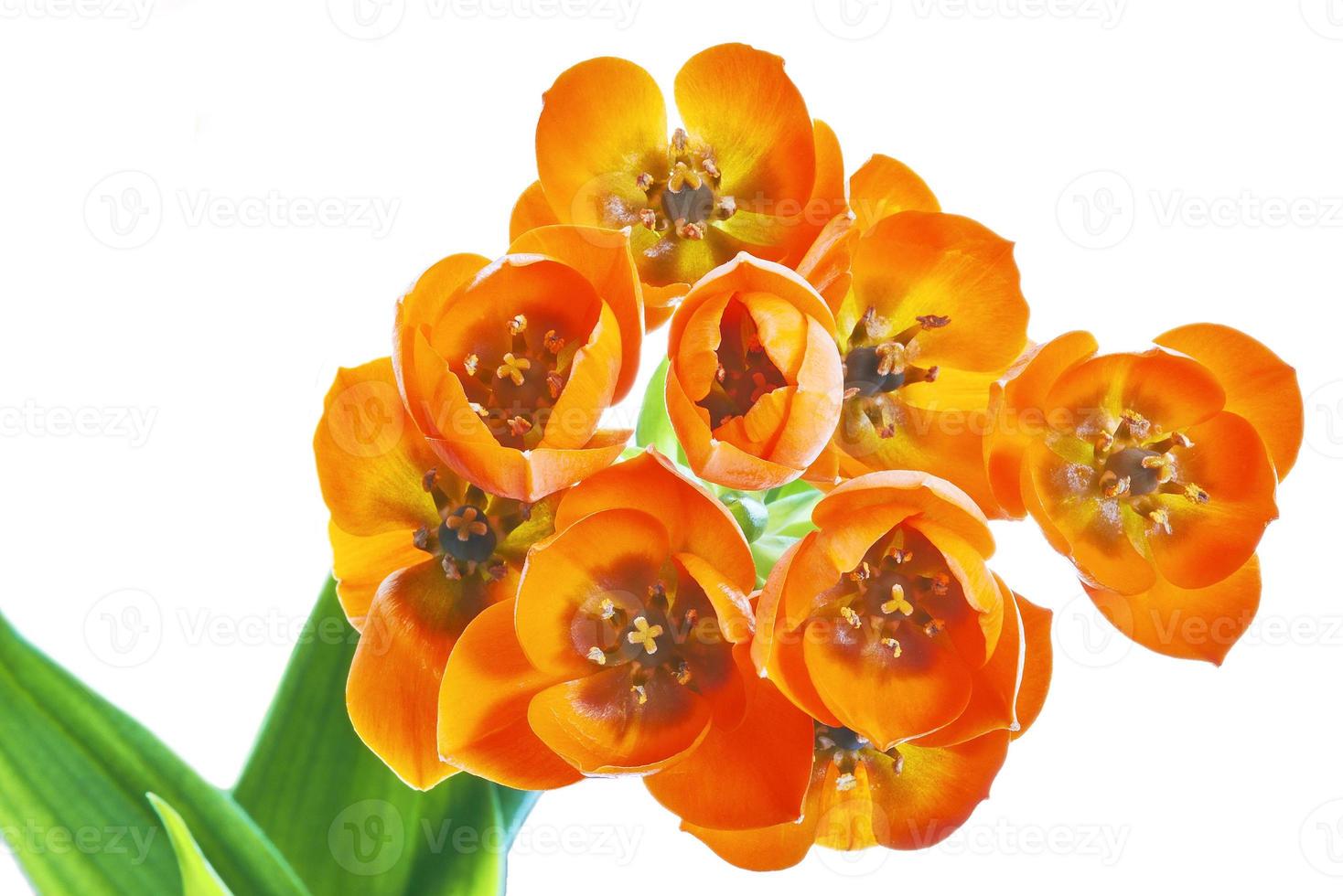 Ornithogalum Dubium flower photo