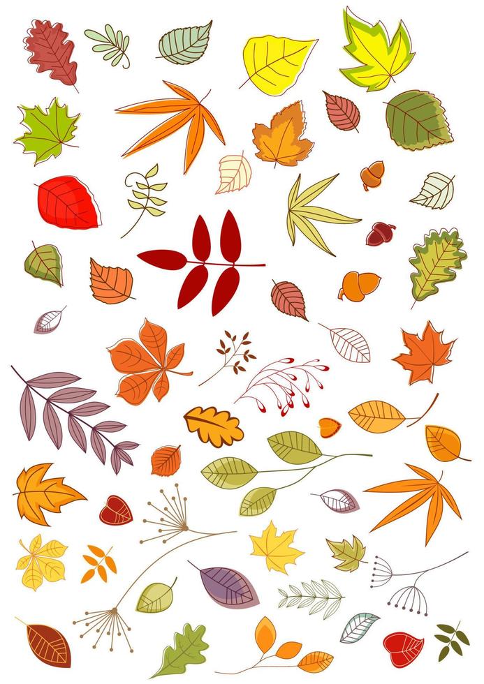 Autumn leaves and inflorescences vector