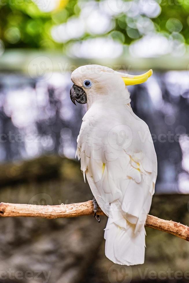 Yellow Crested Cockatoo photo