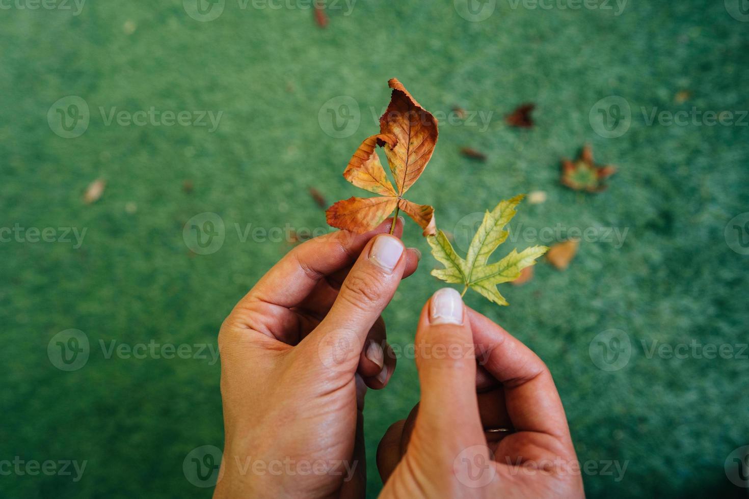 Woman holding two yellow autumn leaves in hands. photo