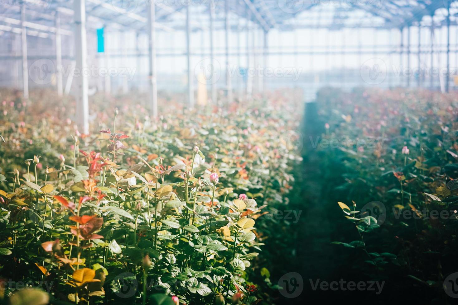 Greenhouse roses growing under daylight. photo