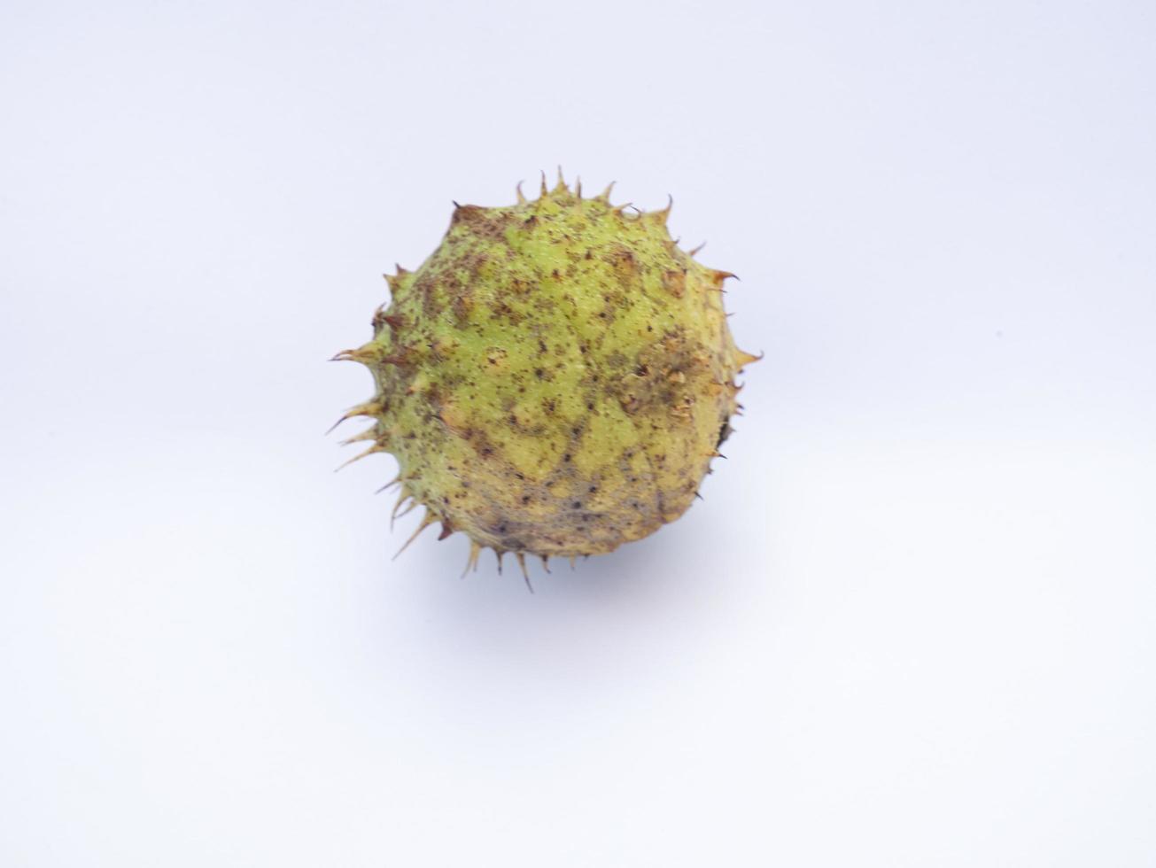 Chestnuts isolated on white background photo
