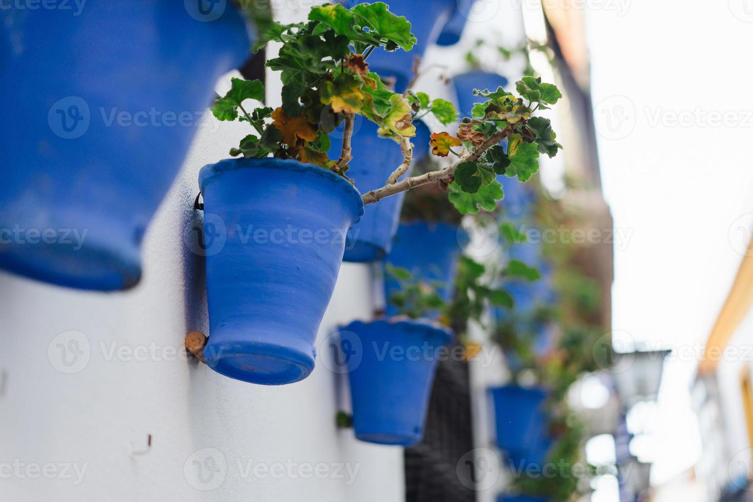 Begonia flowers in blue pots photo