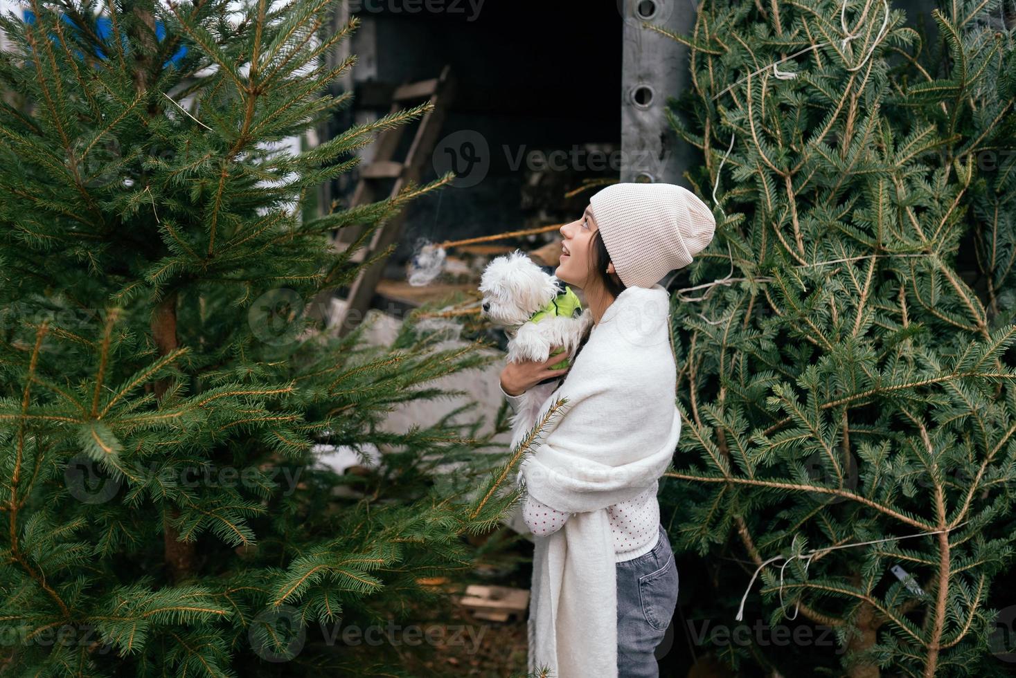 Woman with a white dog in her arms near a green Christmas trees photo