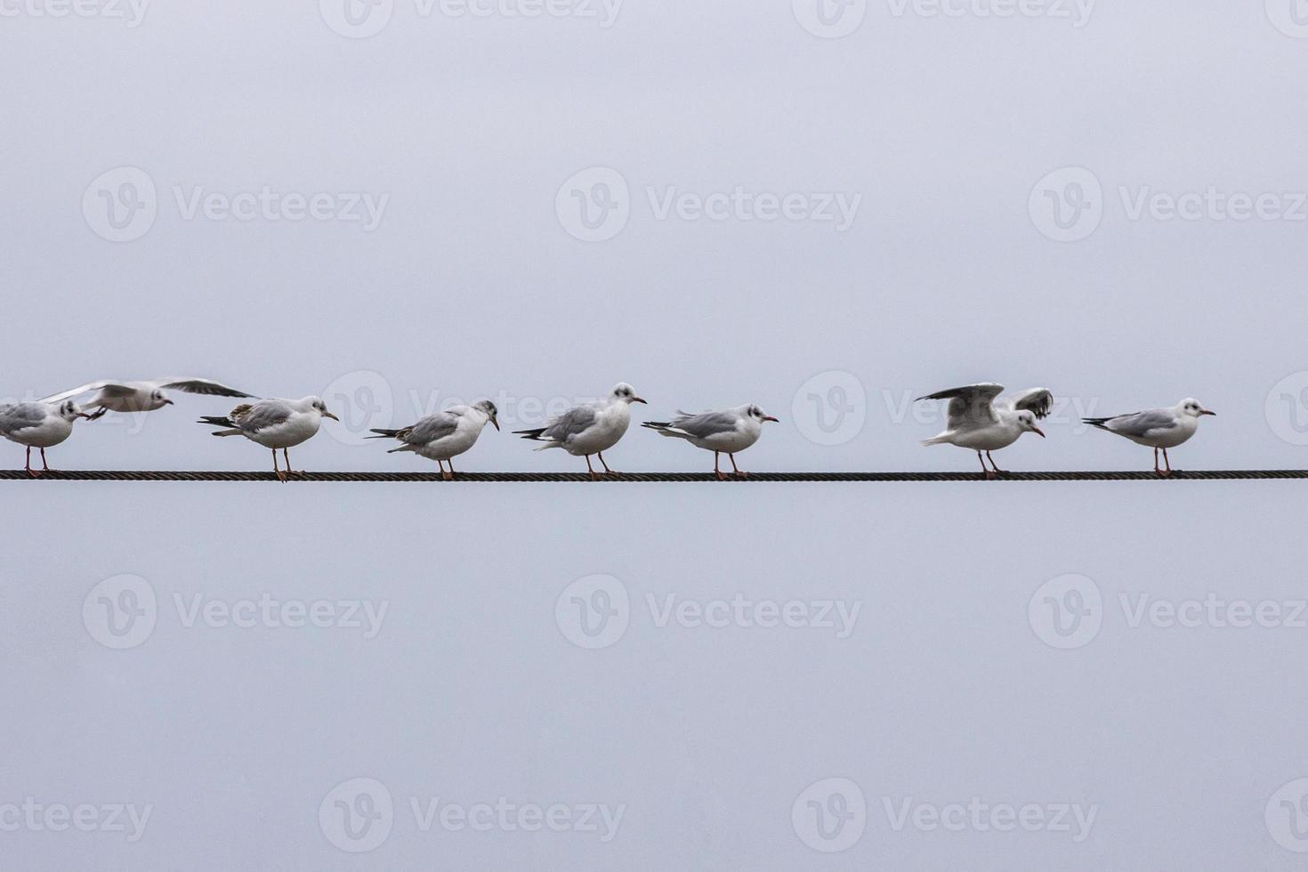 Several gulls are sitting on electric wires photo