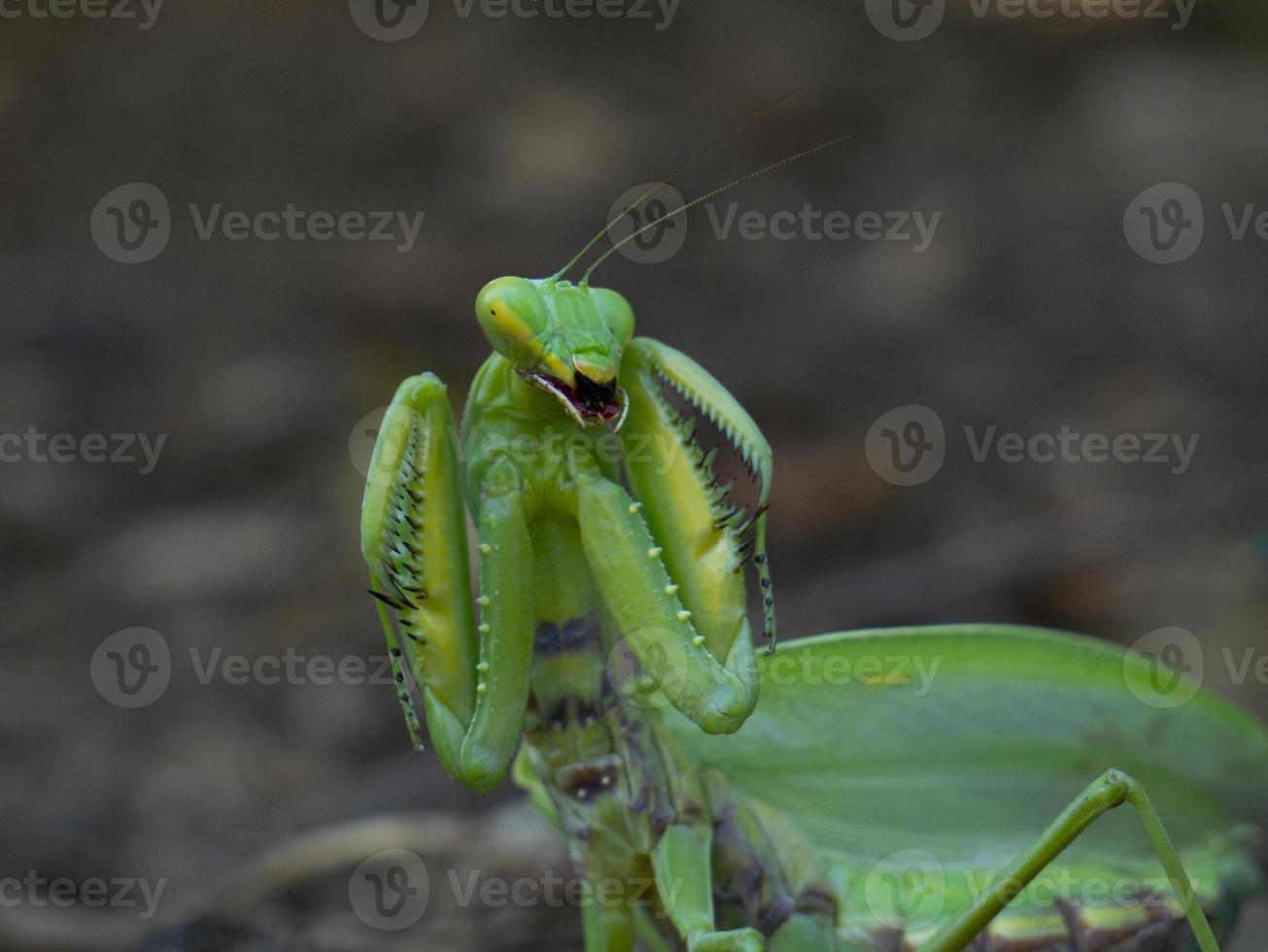 Mantis in an attacking pose in the habitat photo