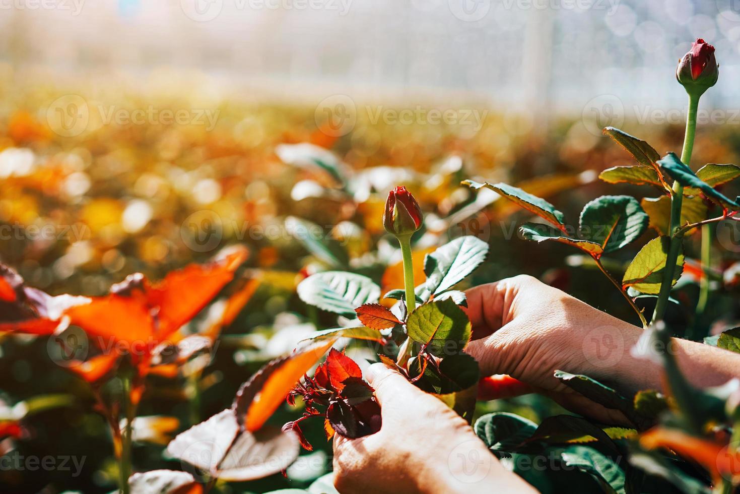 Someone is cutting a rose in a greenhouse photo