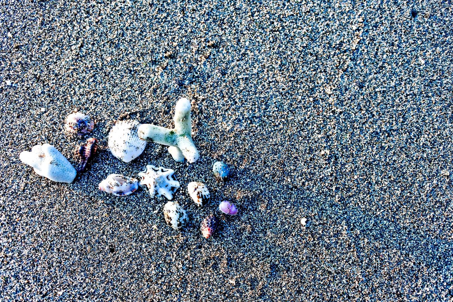 Set of seashells on white sand background photo