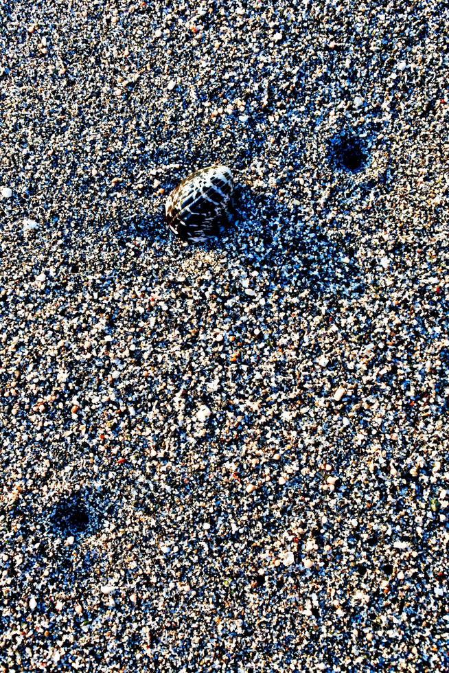 Set of seashells on white sand background photo