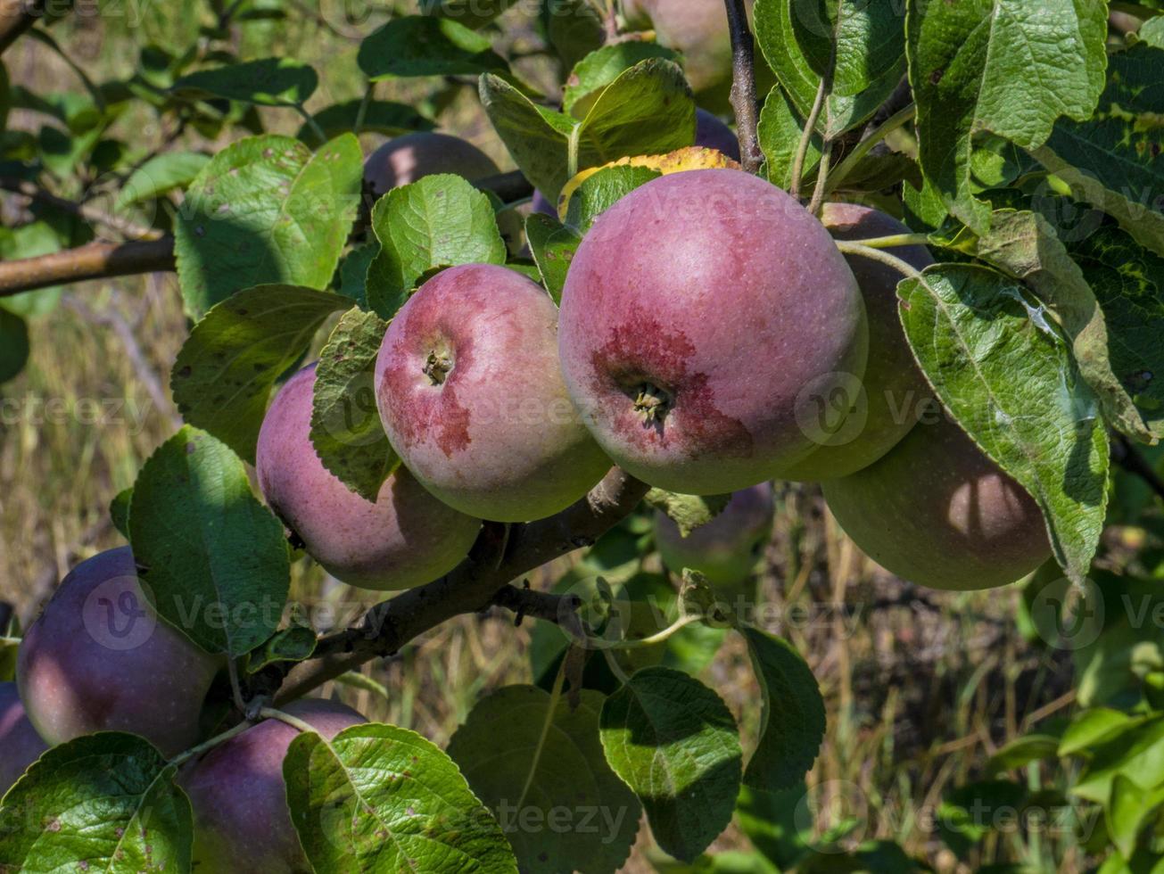 fruta natural manzanas en las ramas de un manzano foto