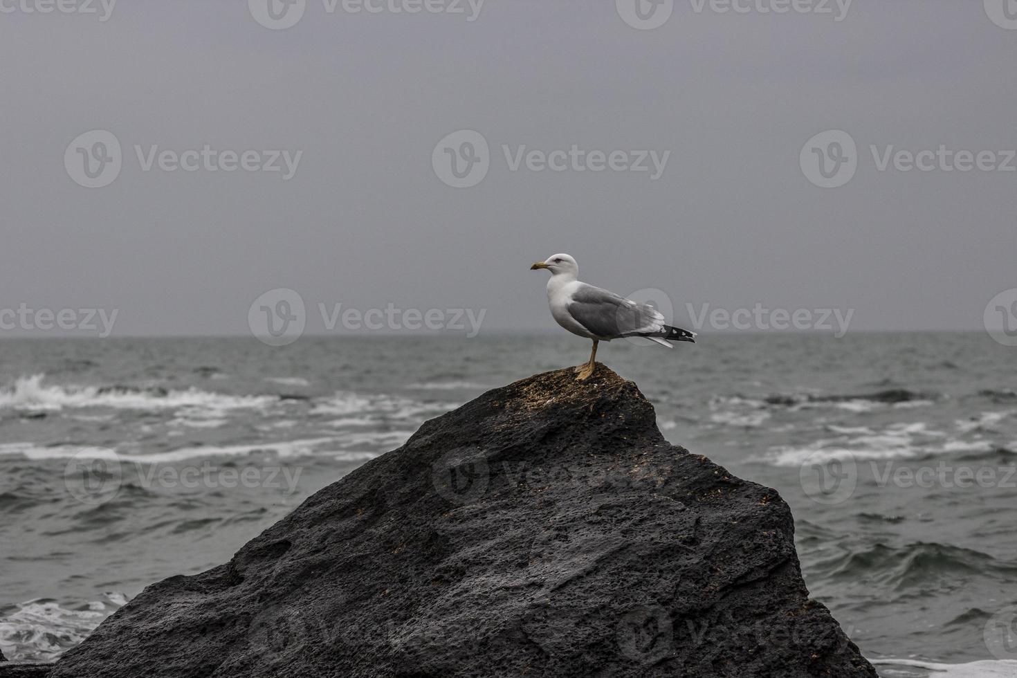 gaviota se sienta en una piedra en la playa. foto