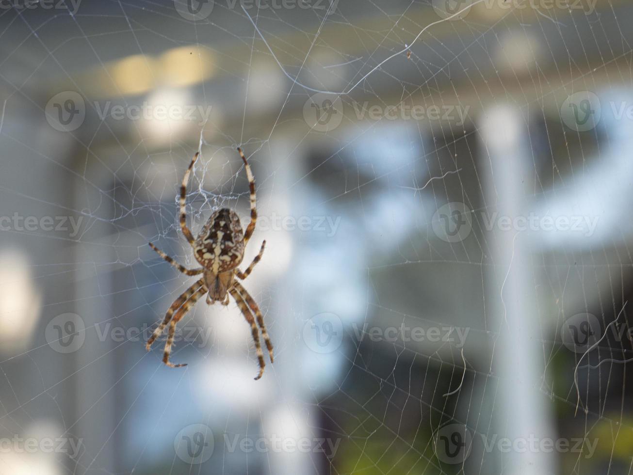 The spider climbs on the web photo