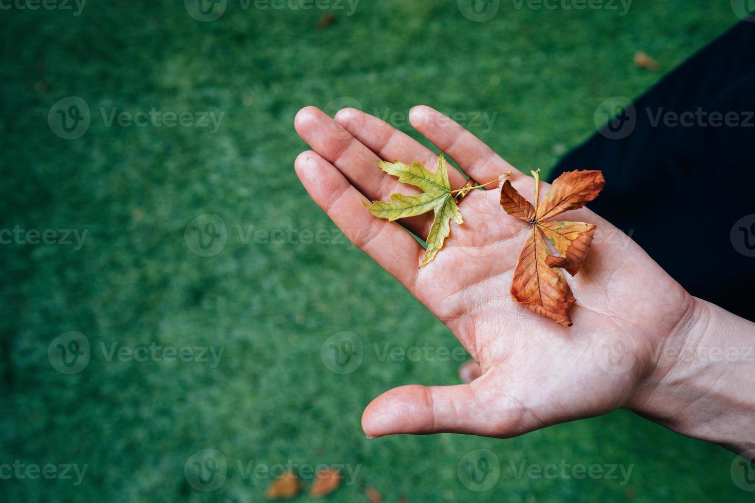Yellow autumn leaves in the palm of a girl. photo