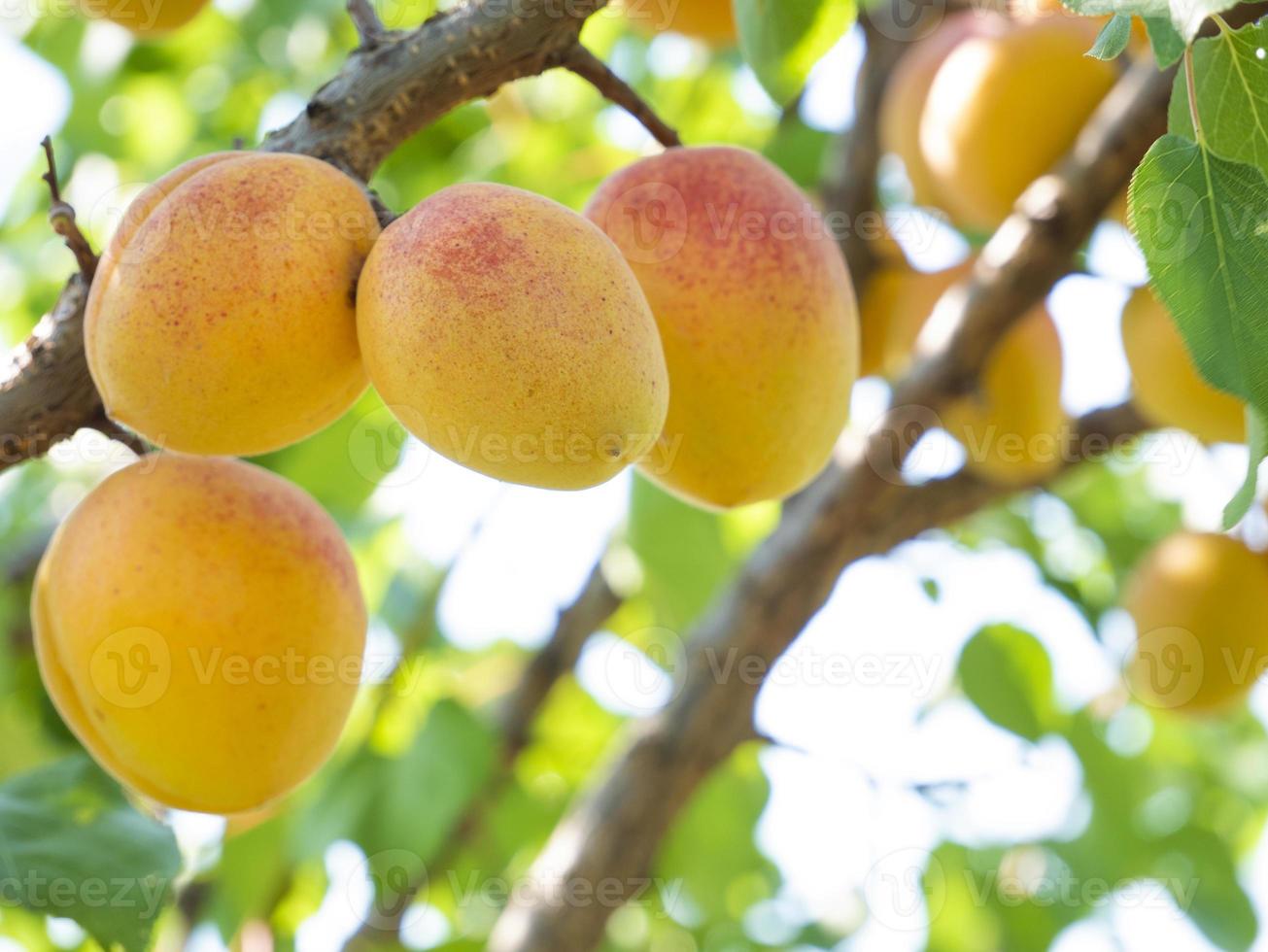 Natural fruits. Ripe apricots on the tree in the farm garden photo