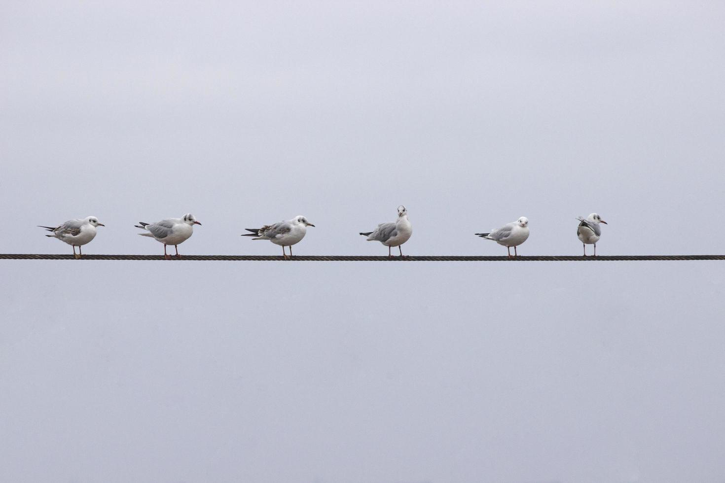 Several gulls are sitting on electric wires photo