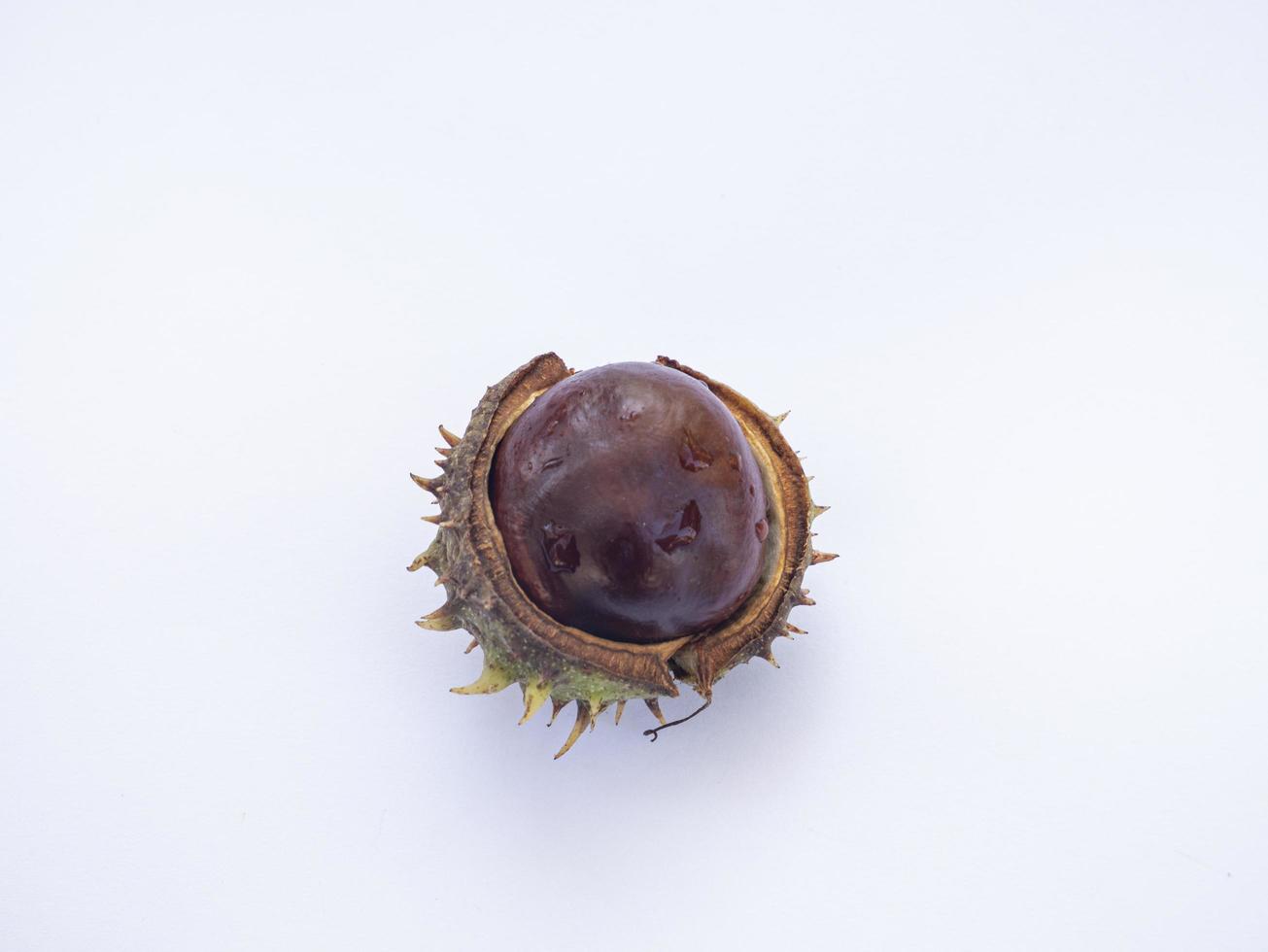 Chestnuts isolated on white background photo