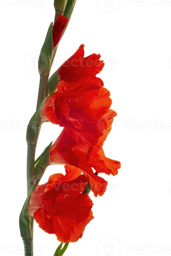 The red Flowers Gladiolus photo