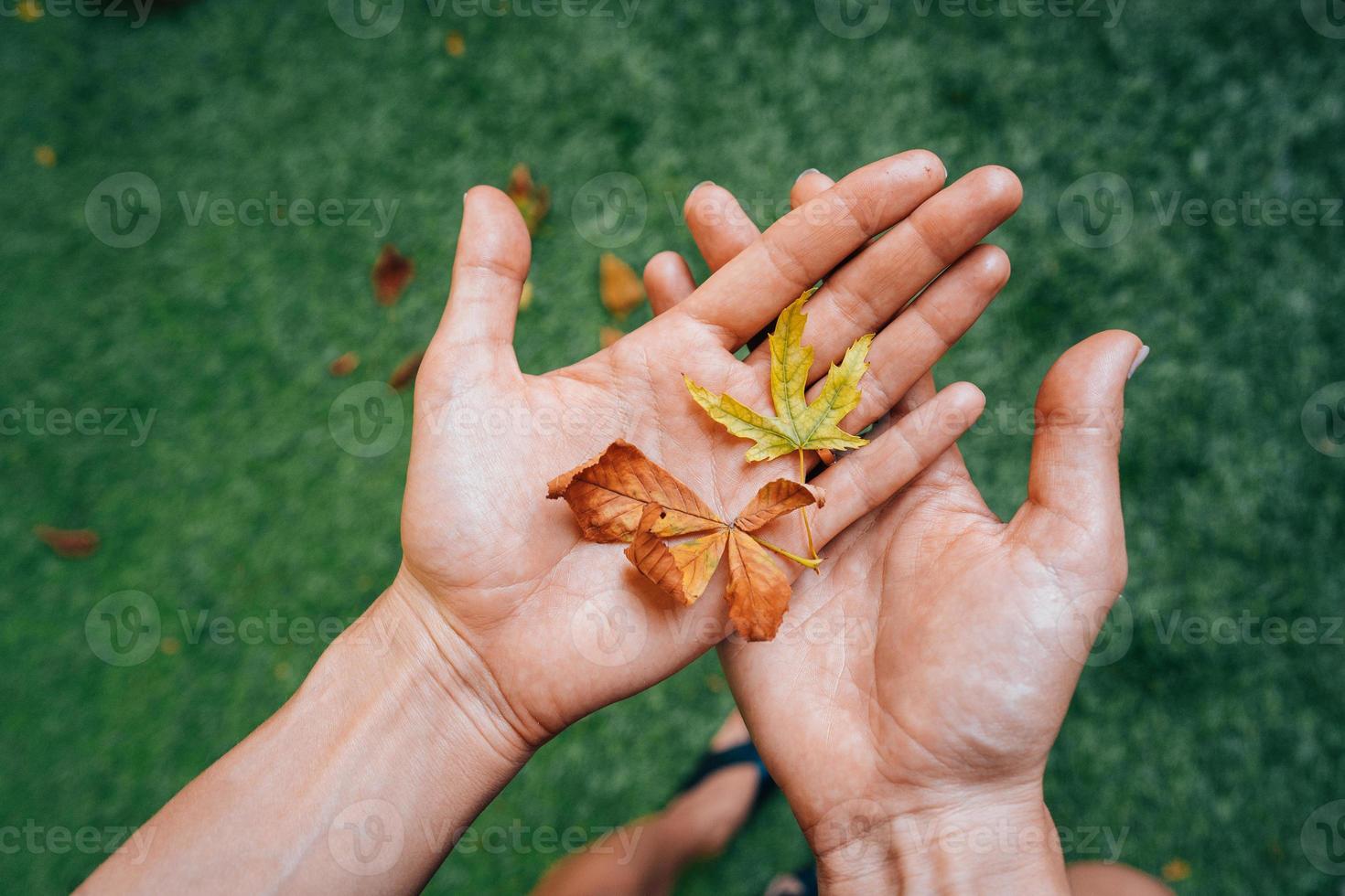 Yellow autumn leaves in the palm of a girl. photo