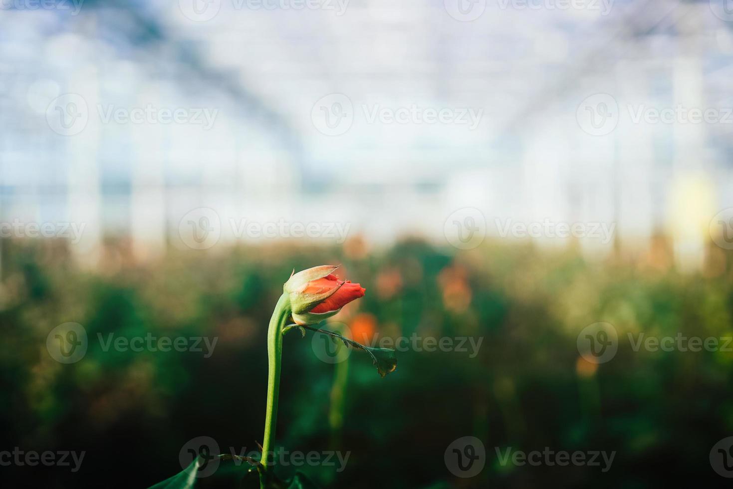 Greenhouse roses growing under daylight. photo