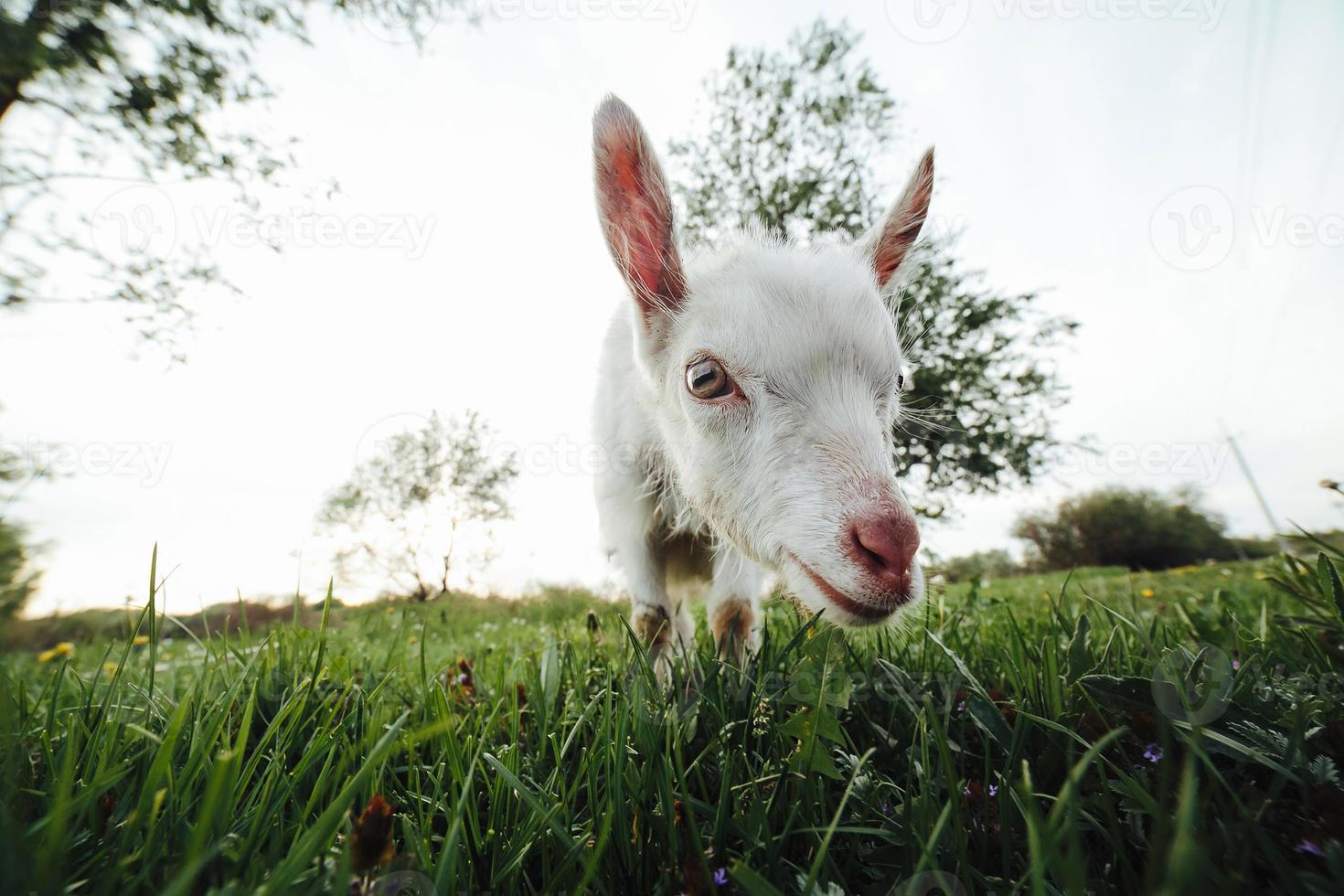 Goatling watching right in camera photo