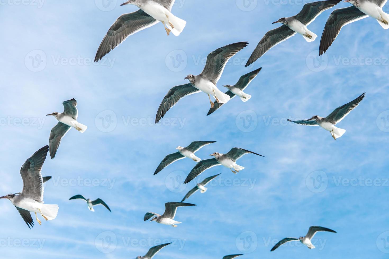 sea gulls in bluu sky photo