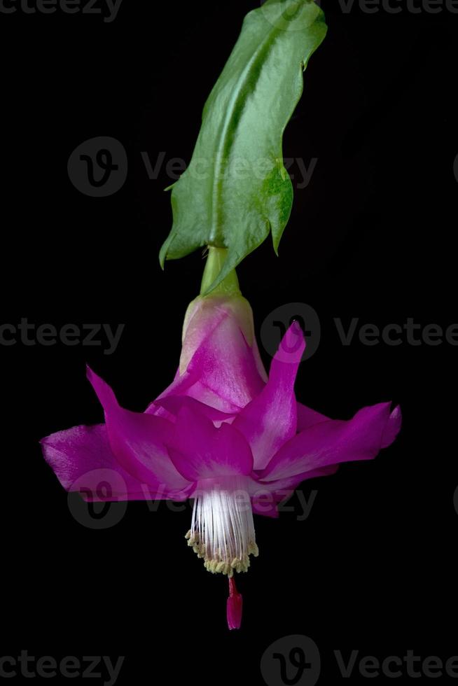 beautiful blooming cactus photo