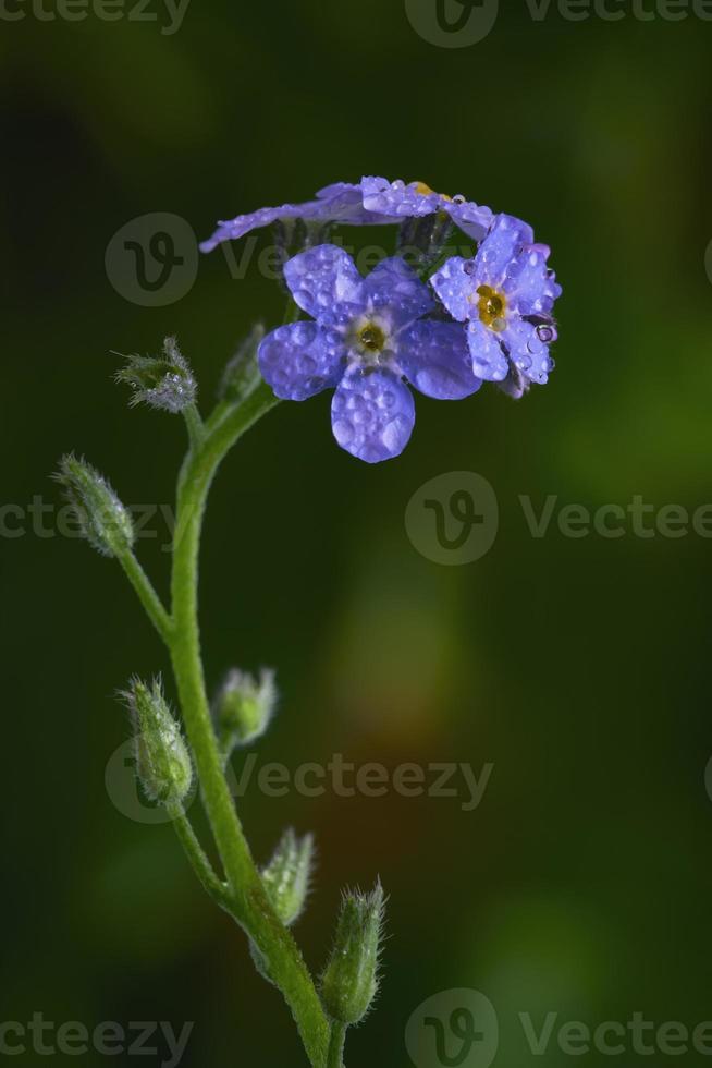 Myosotis palustris flower photo