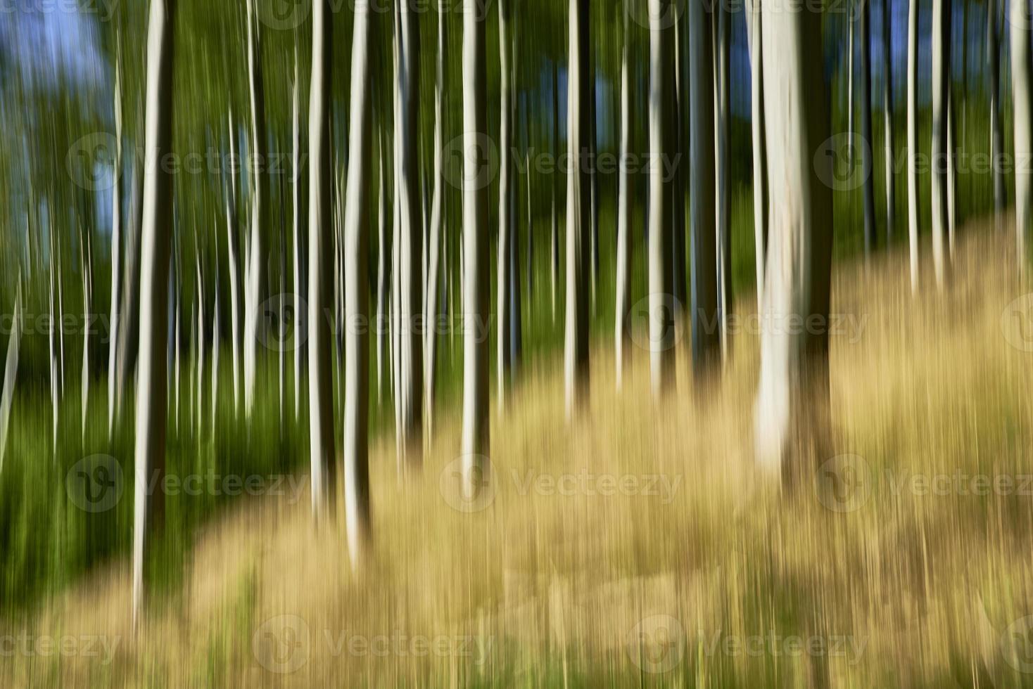 Abstract concept forest photo