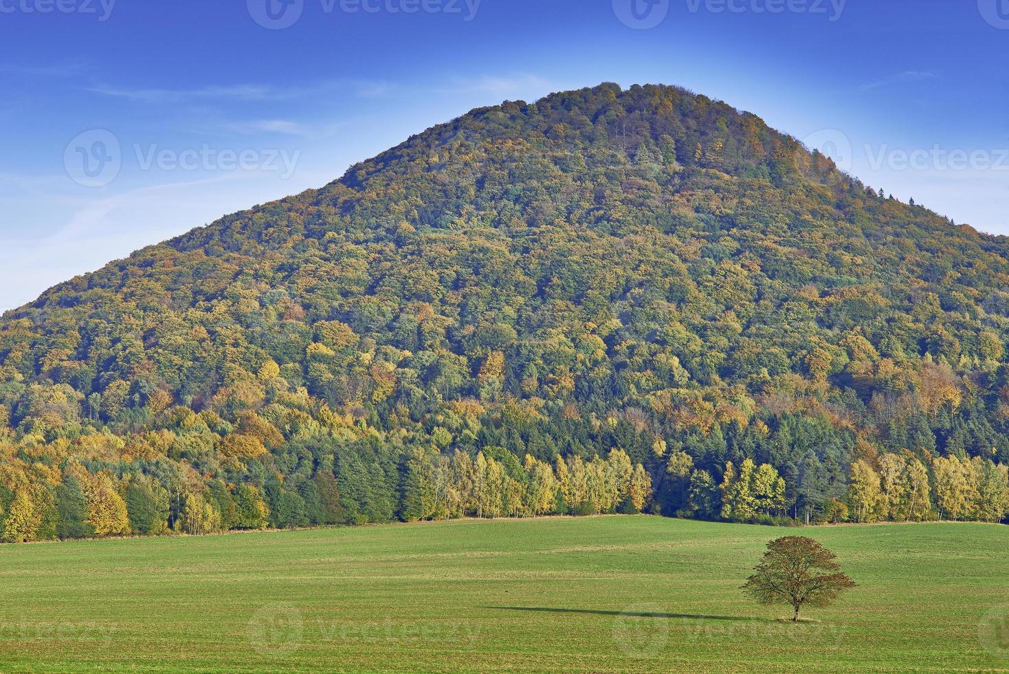 Trees in autumn photo