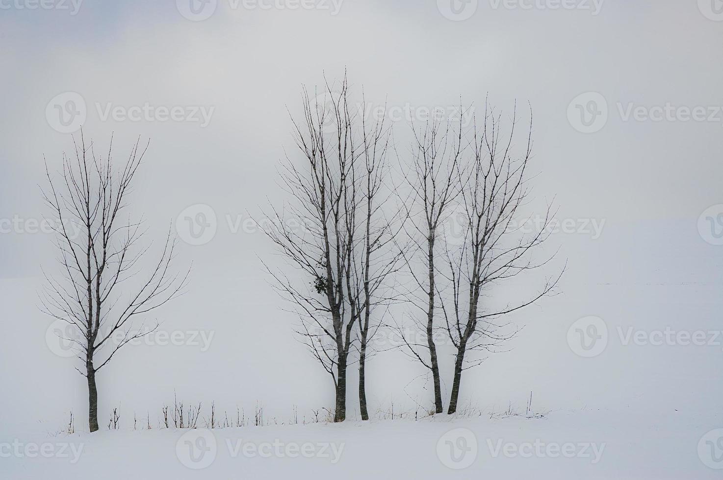 Three trees in the landscape photo